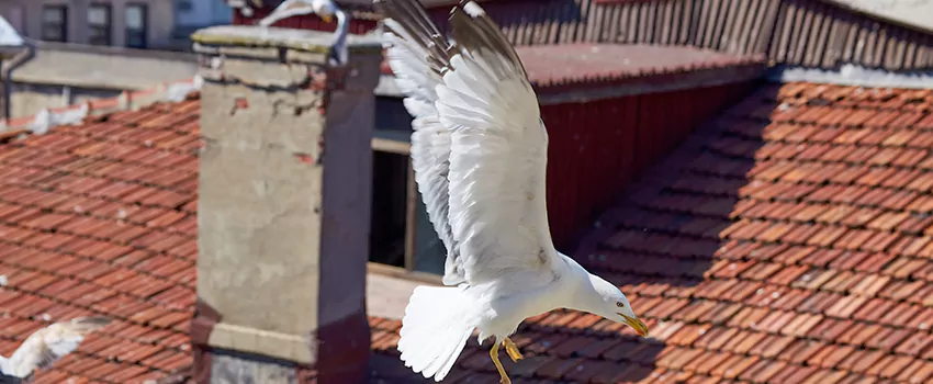 Residential Chimney Animal Removal Solution in Cape Coral, FL