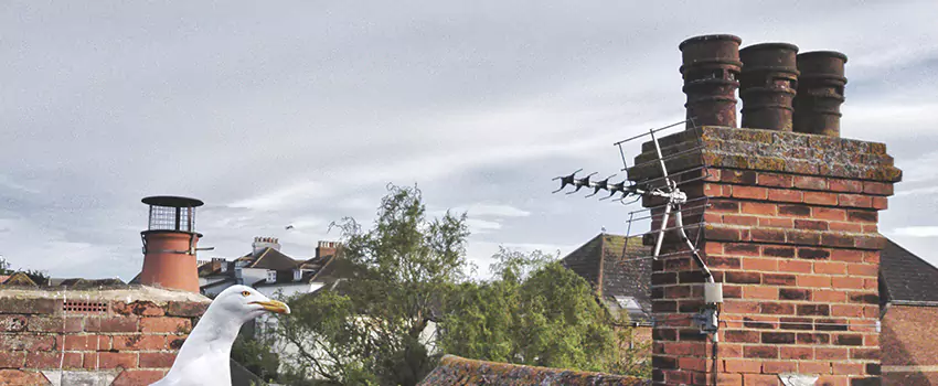 Chimney Cleaning And Restoration in Cape Coral, Florida